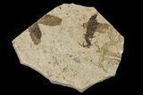 Fossil March Fly (Plecia) - Green River Formation #154508-1